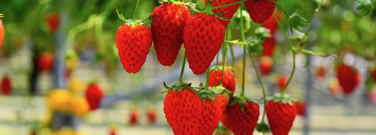 フルーツ狩り・味覚狩り系予約システム